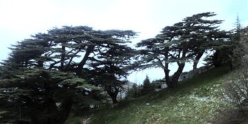 ” كل شيء بقي إلا لبنان الذي نعرفه” مقالة الكاتب فاروق خداج